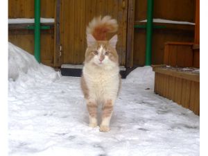 Вася в гостинице для животных ЗооХутор