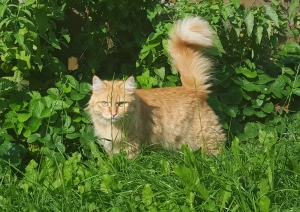 Фунтик в гостинице для животных ЗооХутор