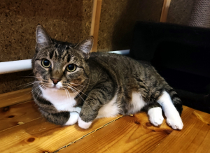 Барсик в гостинице для животных ЗооХутор