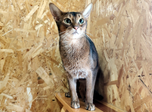 Флоки в гостинице для животных ЗооХутор