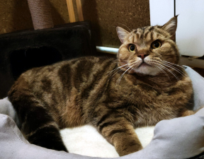 Барсик в гостинице для животных ЗооХутор