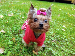 Тиффани в гостинице для животных ЗооХутор