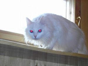 Масяня в гостинице для животных ЗооХутор