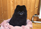 Ночка в гостинице для кошек ЗооХутор