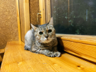 Буся в гостинице для кошек ЗооХутор