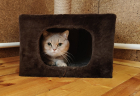Мэй в гостинице для кошек ЗооХутор