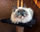 Вэйл в гостинице для кошек ЗооХутор